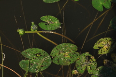 Nuphar pumila