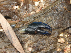 Cherax dispar