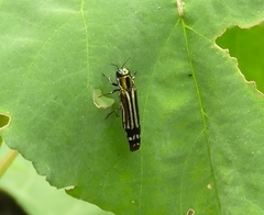 Agrilus catherinae