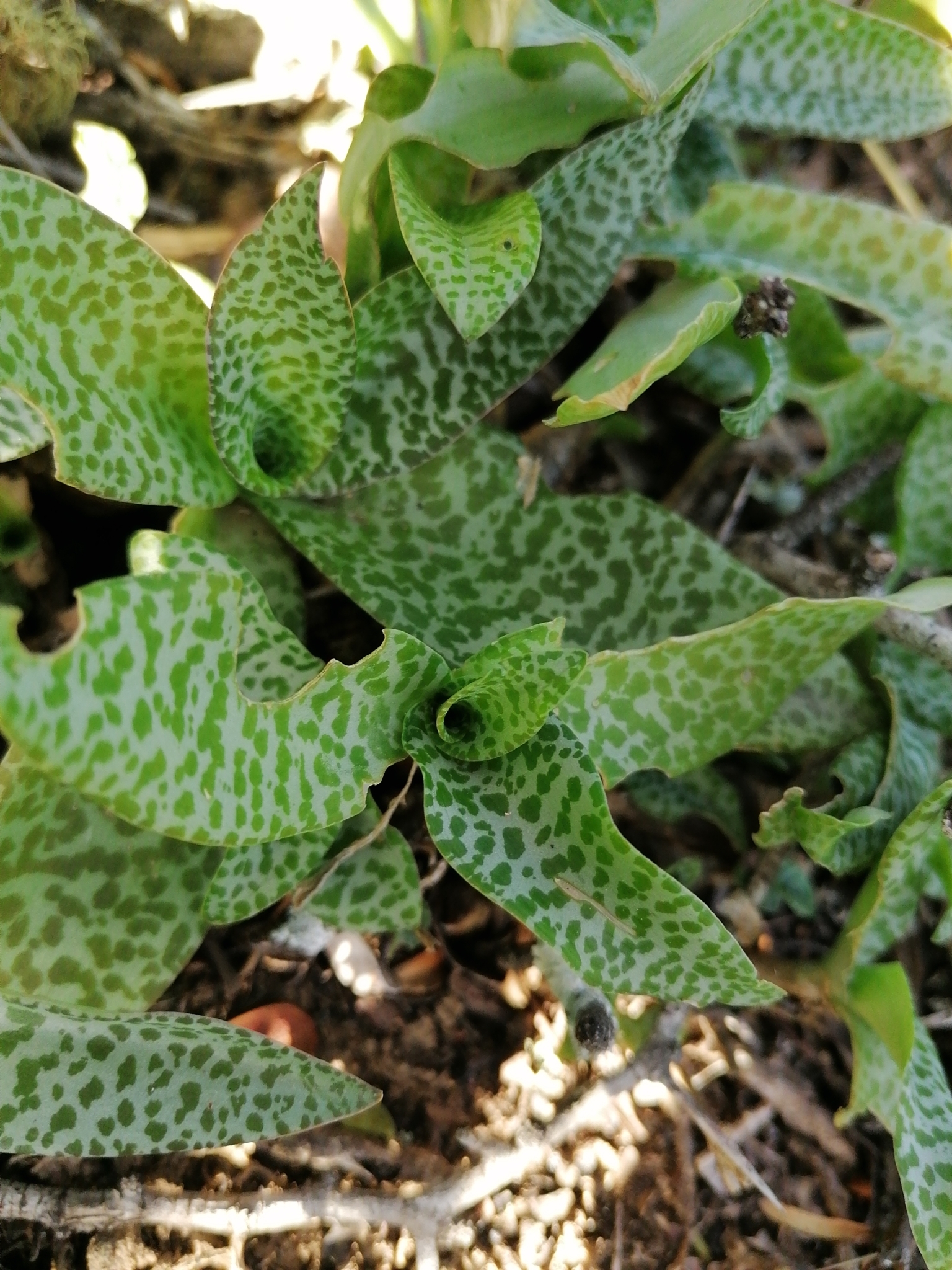 Imagem de Planta-pérola