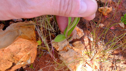 Image of Pink Everlasting (Schoenia cassiniana) by (c) Peter Crowcroft, some rights reserved (CC BY)