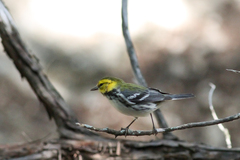 Setophaga chrysoparia