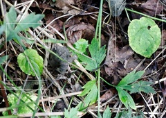 Viola epipsiloides