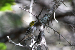 Setophaga chrysoparia