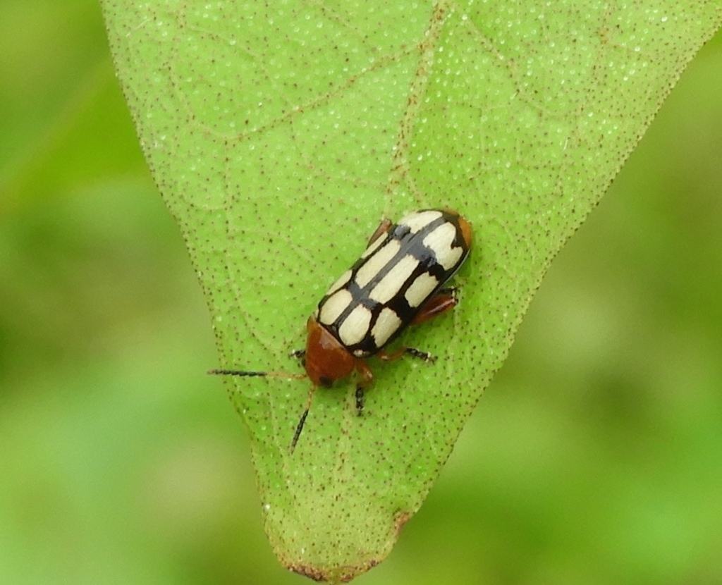 Disonycha scriptipennis