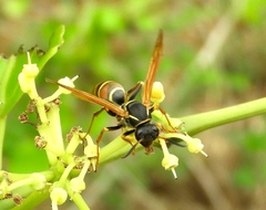 Polistes pacificus