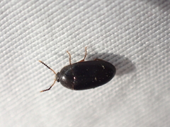 Eustrophopsis