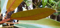 Ficus destruens