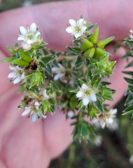 Diosma awilana