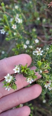 Diosma awilana