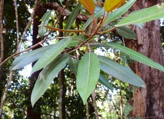 Ficus destruens