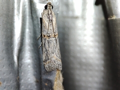 Acrobasis obliqua