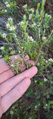 Diosma awilana
