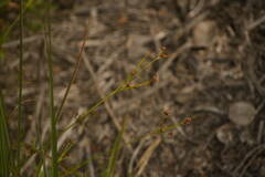 Rhynchospora globularis