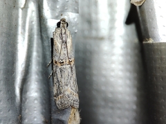 Acrobasis obliqua