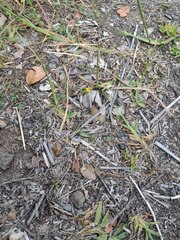 Digitaria eriostachya