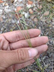 Digitaria eriostachya