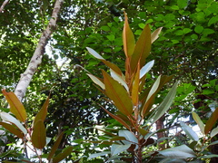 Ficus destruens