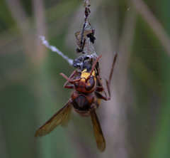 Vespa crabro