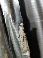 Acrobasis obliqua