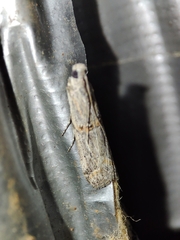 Acrobasis obliqua