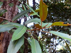 Ficus destruens
