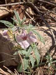 Sesamum triphyllum