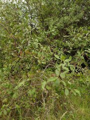 Santalum paniculatum