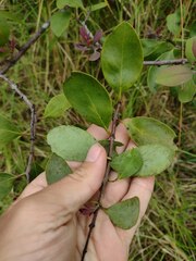 Santalum paniculatum