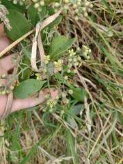 Santalum paniculatum