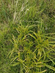Cyperus meyenianus