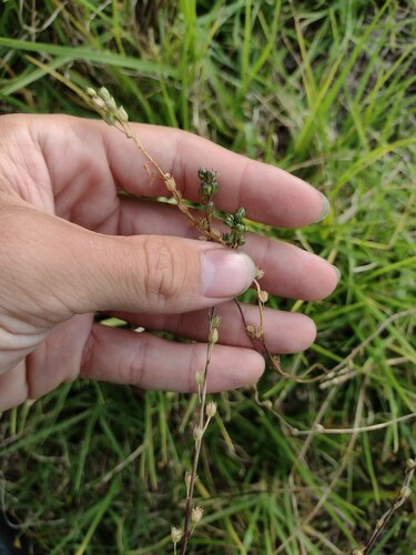 Nuttallanthus texanus observed 2022-08-15