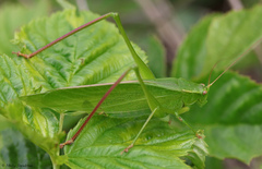 Scudderia curvicauda