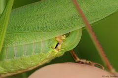 Scudderia curvicauda