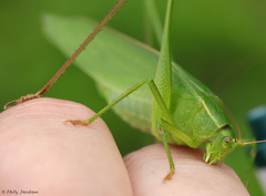 Scudderia curvicauda