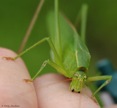Scudderia curvicauda
