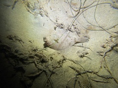 Pleuronichthys verticalis