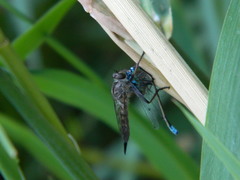 Neomochtherus willistoni