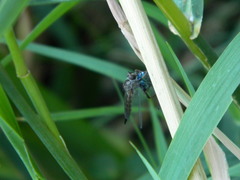 Neomochtherus willistoni