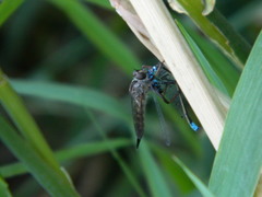 Neomochtherus willistoni