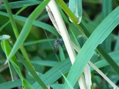 Neomochtherus willistoni
