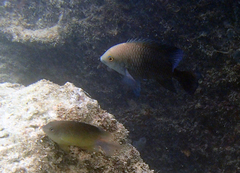 Hemiglyphidodon plagiometopon