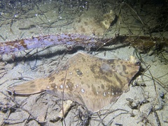 Pleuronichthys verticalis