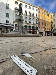 Columba livia domestica