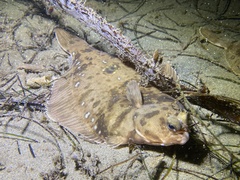Pleuronichthys verticalis