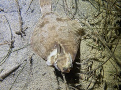 Pleuronichthys verticalis