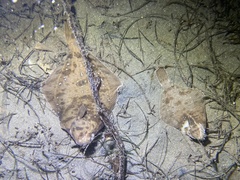 Pleuronichthys verticalis