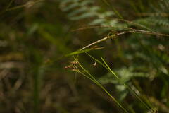 Rhynchospora globularis