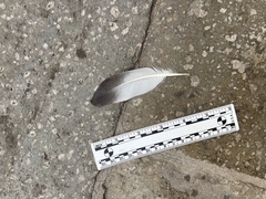 Columba livia domestica