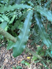 Macadamia ternifolia